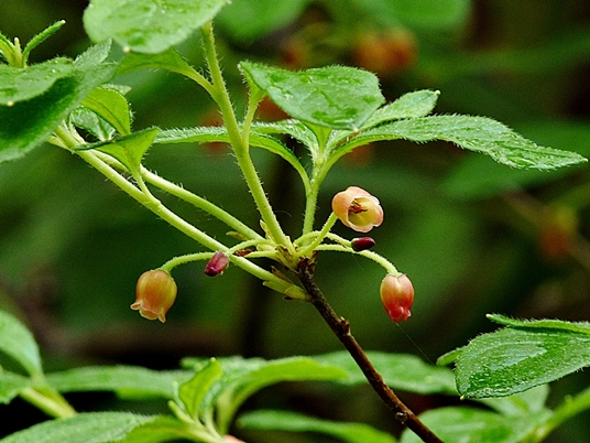 {Rhododendron pilosum}